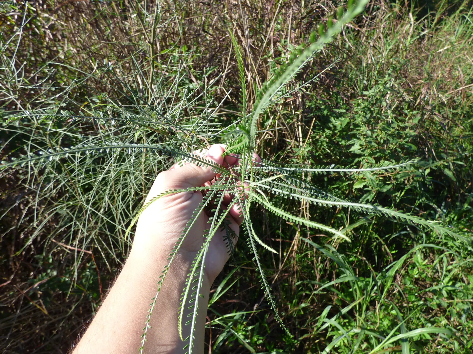 Mexican Palo Verde (Parkinsonia Aculeata) — spreading crown of feathery leaves - each leaf extending up to 12 inches in length