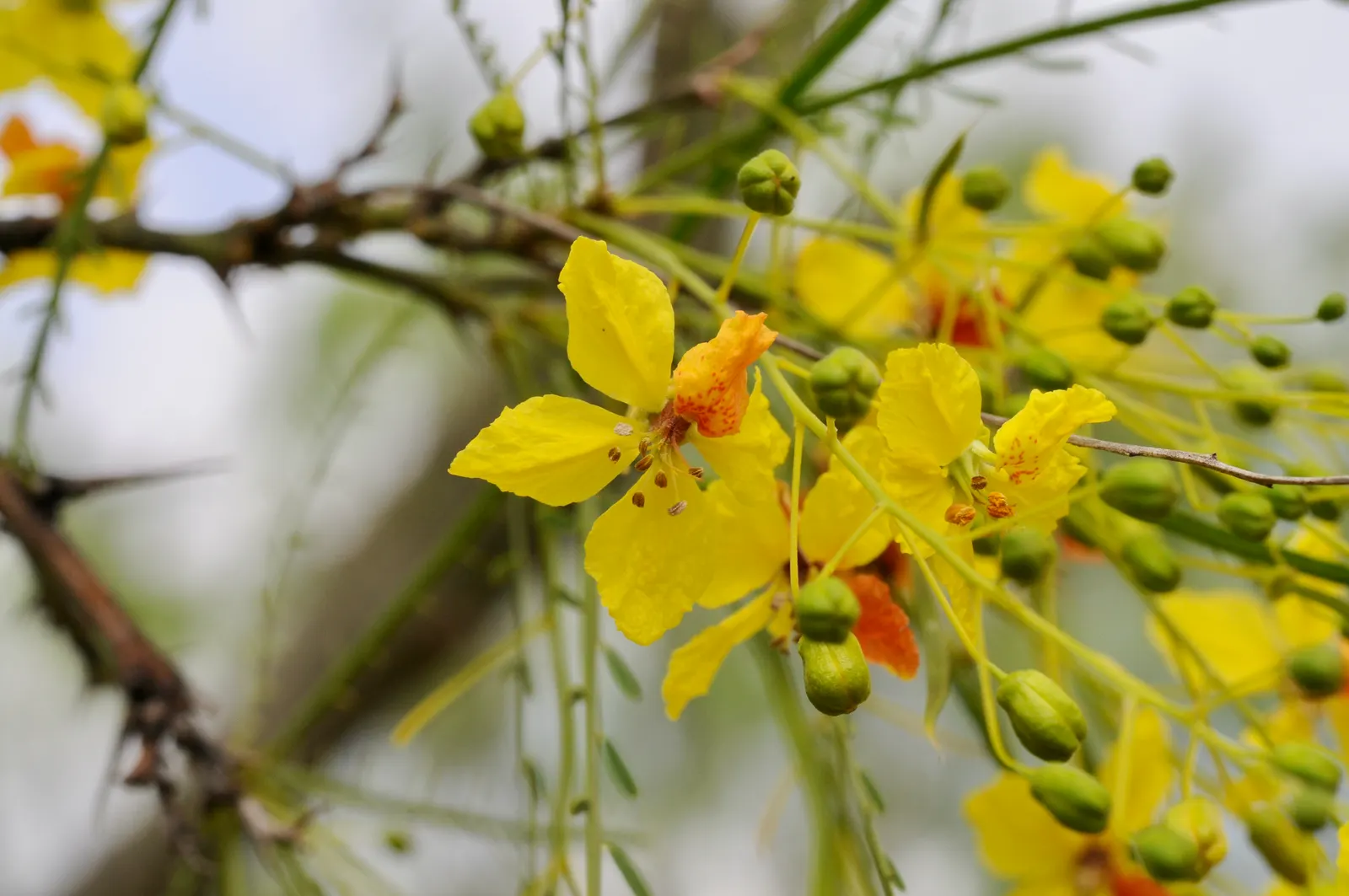 Mexican Palo Verde (Parkinsonia Aculeata) — it provides a distinctive silhouette; spreading crown of feathery leaves - each leaf extending up to 12 inches in