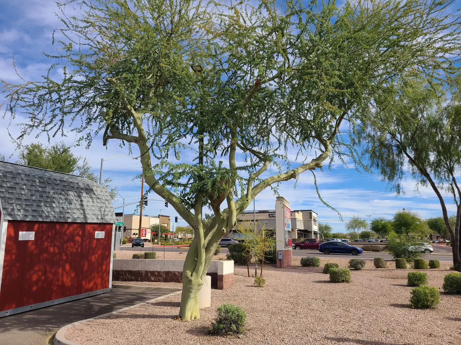 Mexican Palo Verde (Parkinsonia Aculeata) — Mexican Palo Verde (Parkinsonia aculeata); is a notable choice for any water-wise garden seeking an infusion of