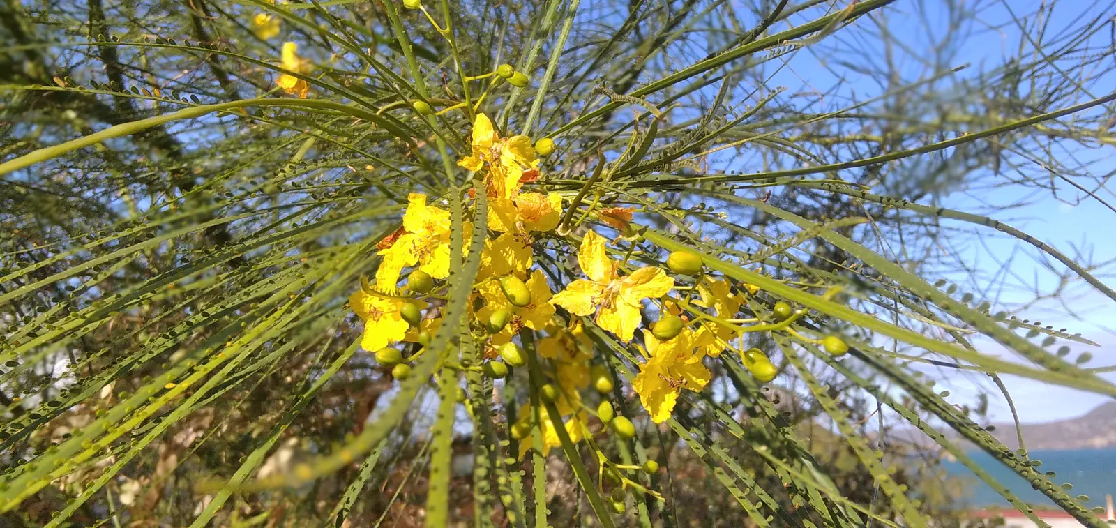 Mexican Palo Verde (Parkinsonia Aculeata) — the Mexican Palo Verde prefers full sun exposures and requires well-drained soils to prevent root rot; seed-filled