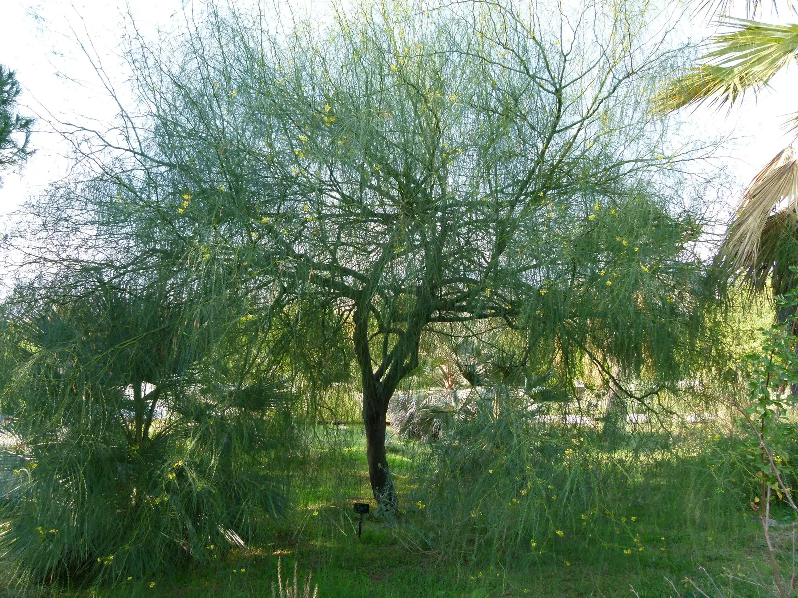 Mexican Palo Verde (Parkinsonia Aculeata) — the Palo Verde asserts an open