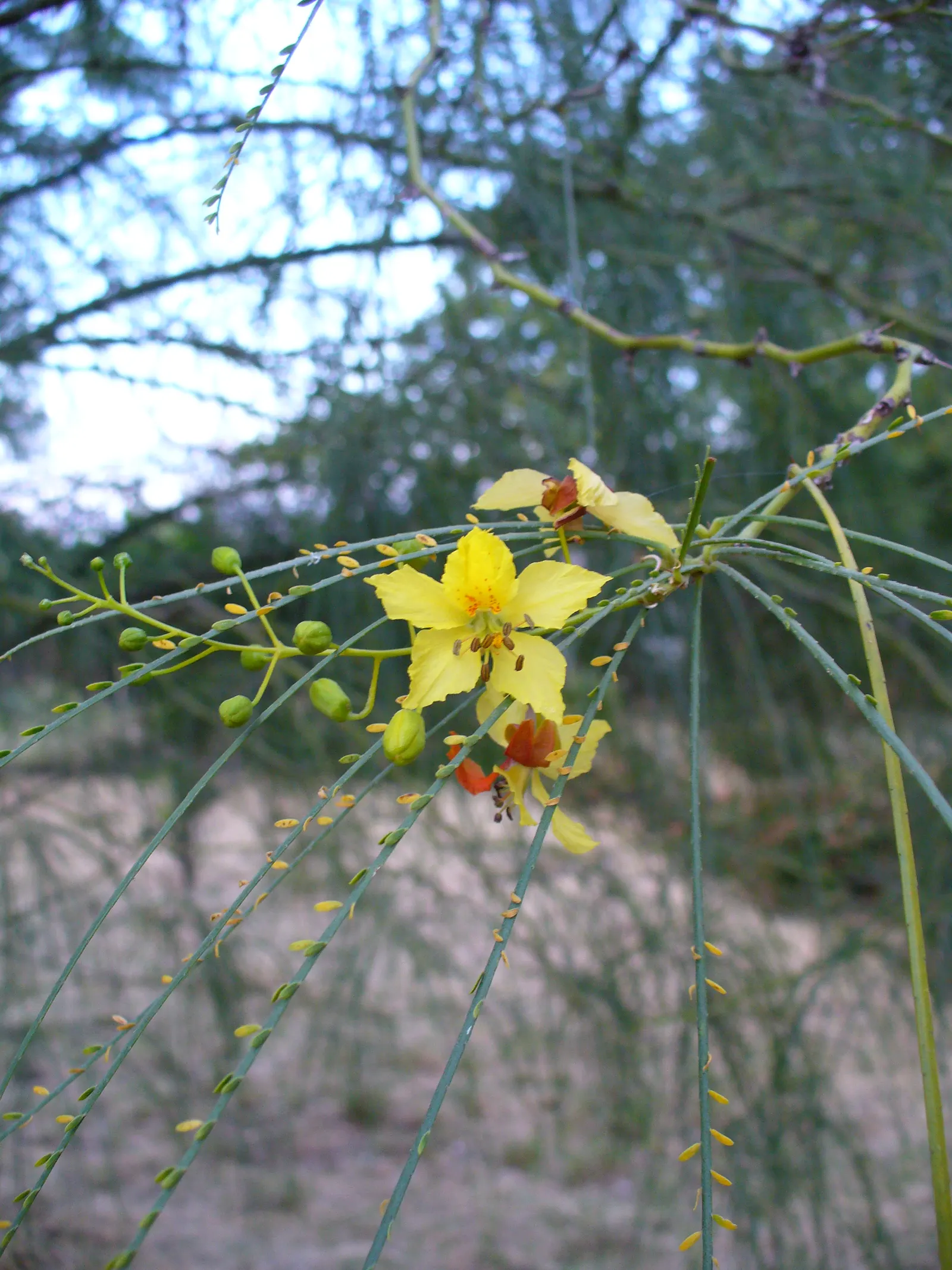 Mexican Palo Verde (Parkinsonia Aculeata) — aculeata produces bright yellow flowers which attract pollinators before giving way to long; typically, image 90
