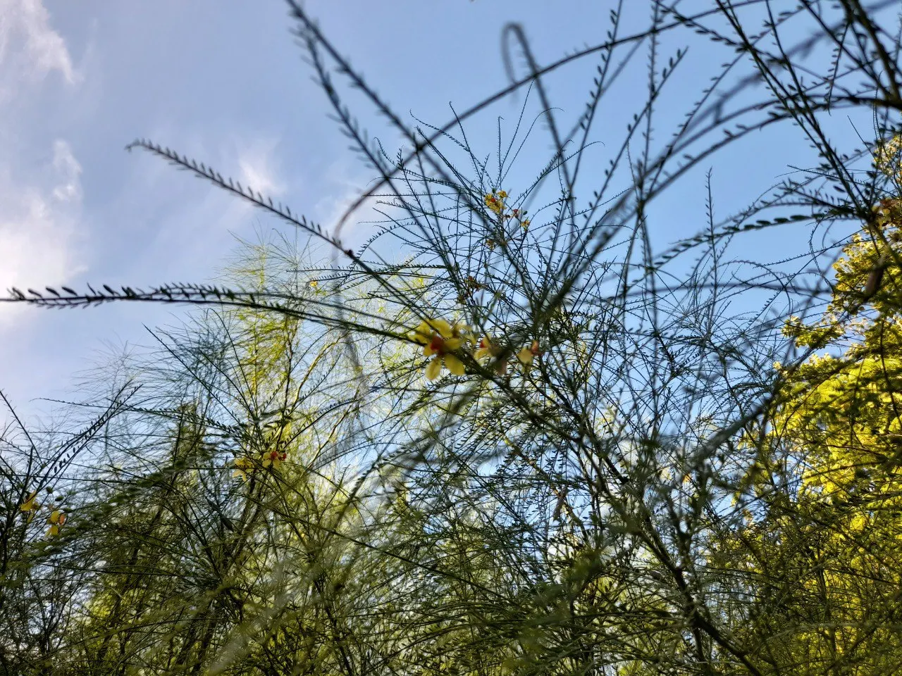 Mexican Palo Verde (Parkinsonia Aculeata) — Throughout summer months, P; it provides a distinctive silhouette, image 64