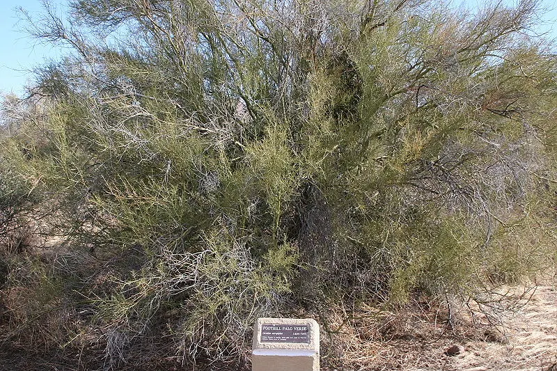 Mexican Palo Verde (Parkinsonia Aculeata) — It's a low-maintenance choice with a moderate growth rate and needs little supplemental water or pruning