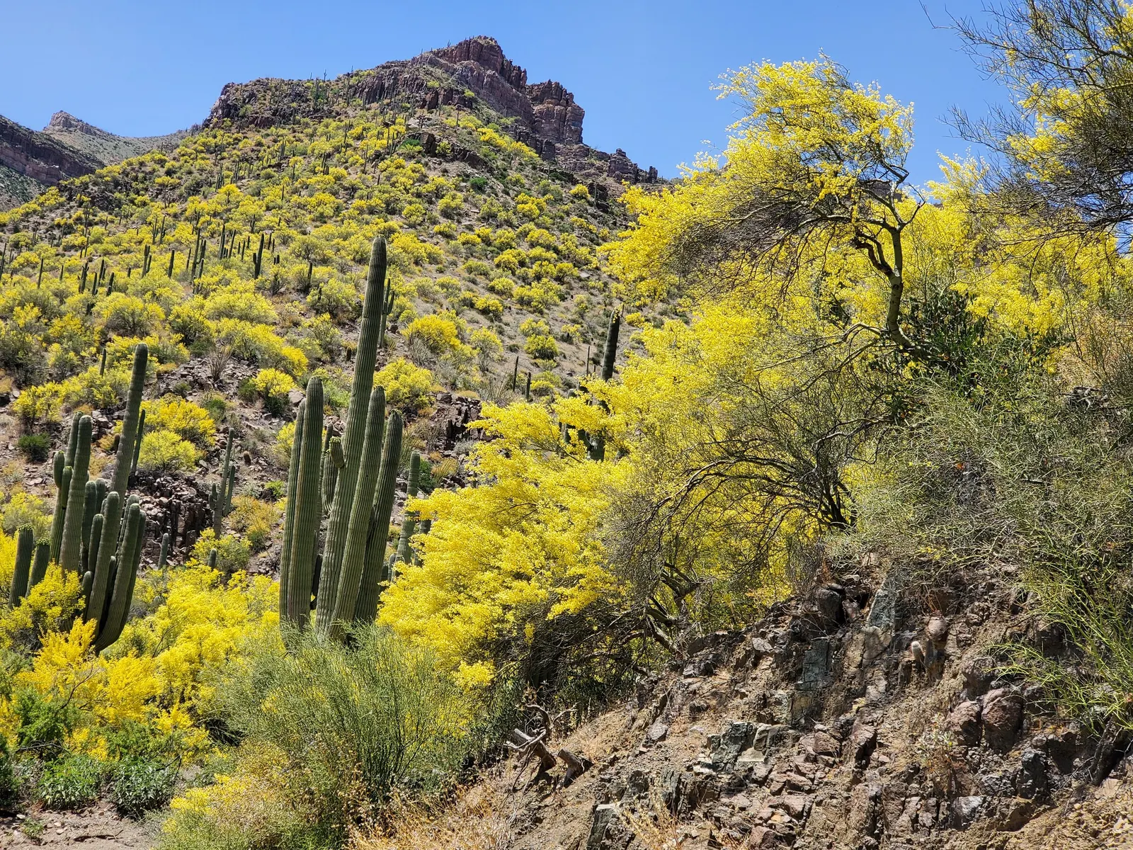 Mexican Palo Verde (Parkinsonia Aculeata) — Its minimal leaf litter and drought tolerance make it ideal for xeriscaping and low-maintenance, image 79