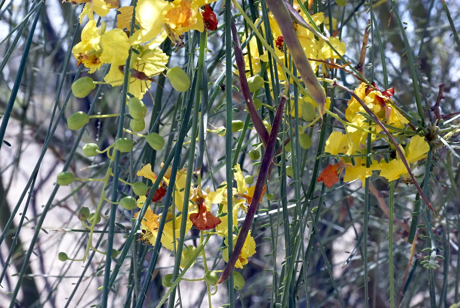 Mexican Palo Verde (Parkinsonia Aculeata) — the Palo Verde asserts an open; tree with yellow blooms, image 86