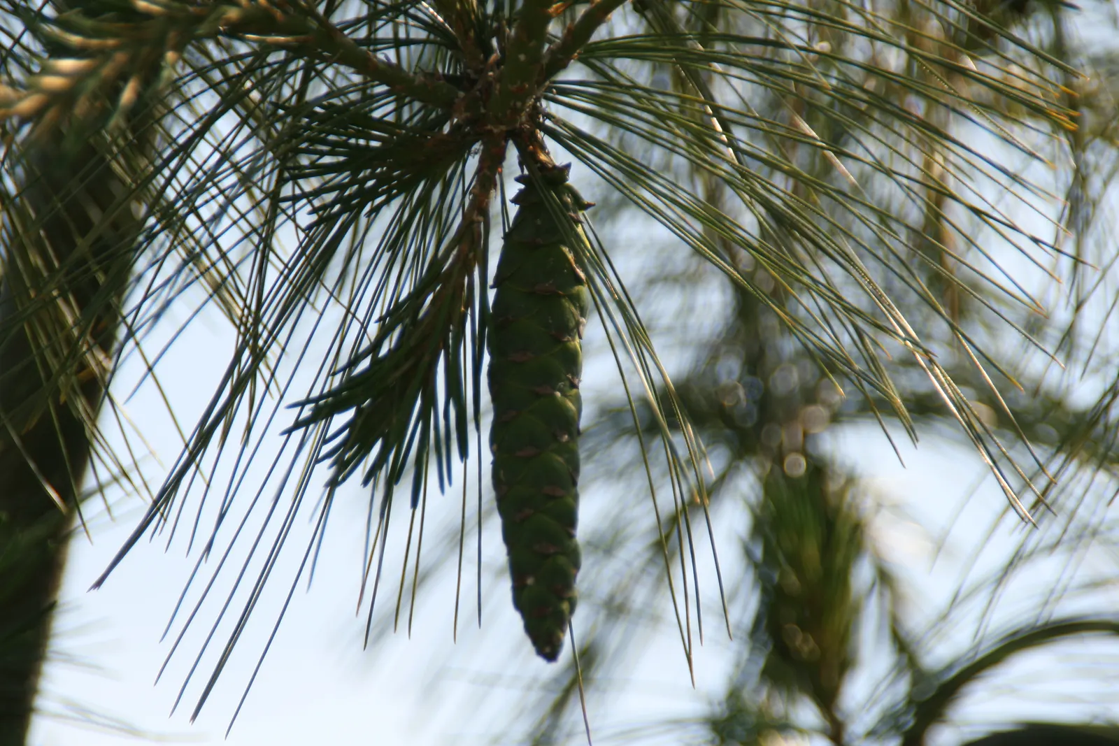 Weeping Eastern White Pine (Pinus Strobus 'Pendula') — It typically grows to a height of 5 to 6 feet with a spread of 6 to 12 feet when staked