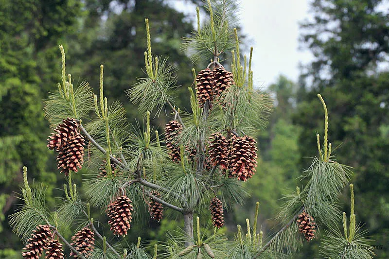 Weeping Eastern White Pine (Pinus Strobus 'Pendula') — Mature specimens reach up to 10-15 feet tall and spread 10-20 feet wide; although this specimen is