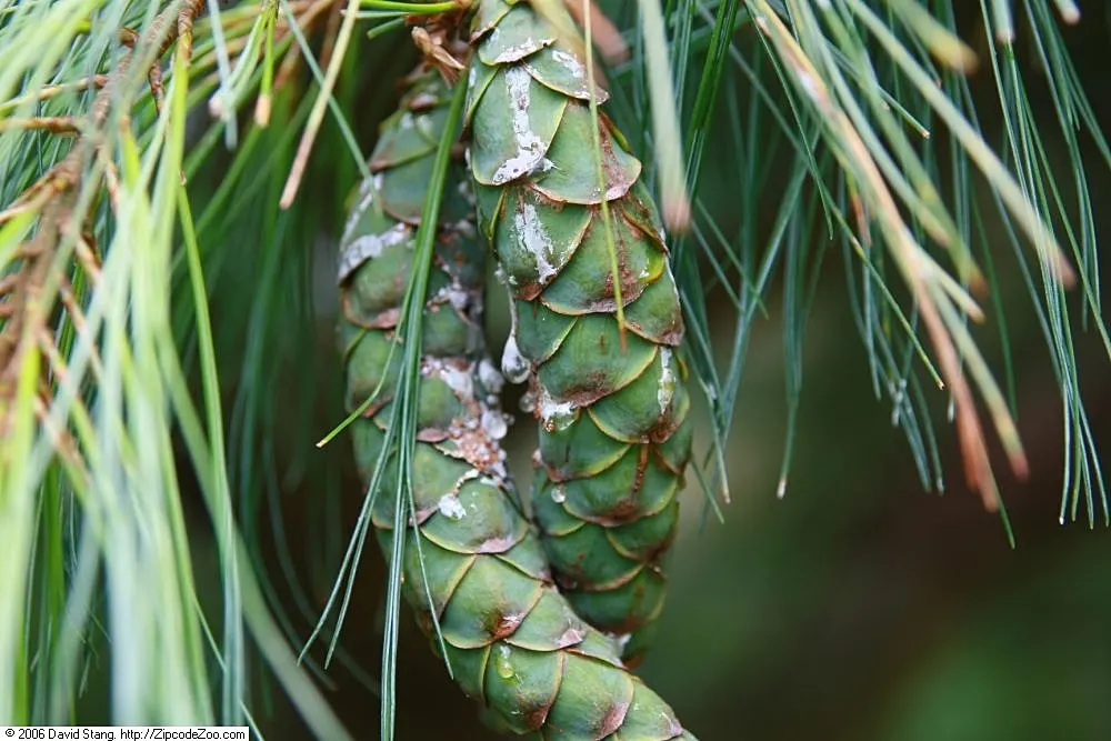 Weeping Eastern White Pine (Pinus Strobus 'Pendula') — Regular watering promotes optimal growth; although this specimen is somewhat drought-tolerant once