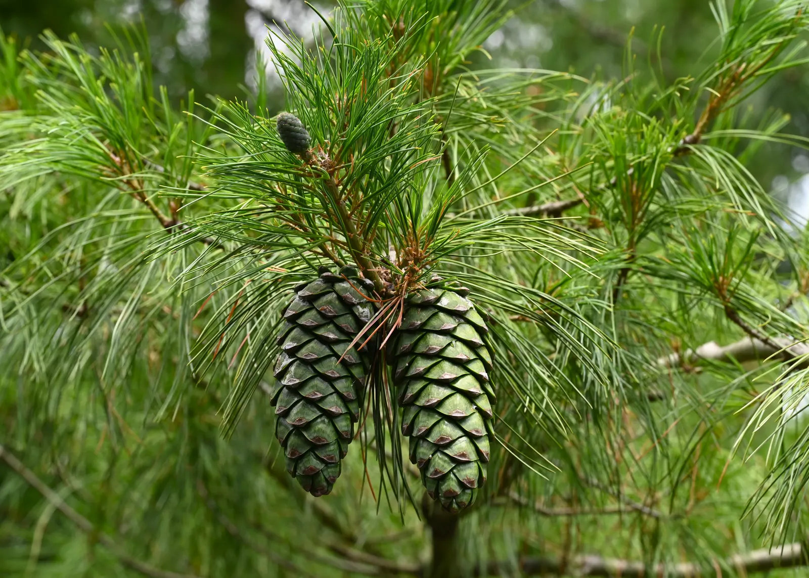 Weeping Eastern White Pine (Pinus Strobus 'Pendula') — Mature specimens reach up to 10-15 feet tall and spread 10-20 feet wide