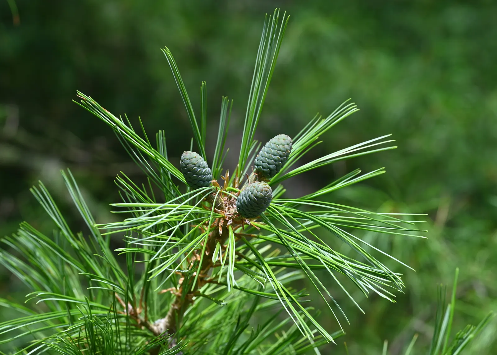 Weeping Eastern White Pine (Pinus Strobus 'Pendula') — It prefers well-drained, slightly acidic soil but is quite adaptable to different soil types; although