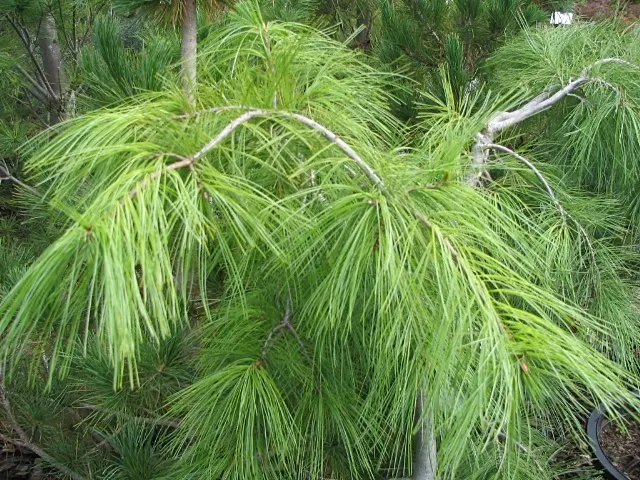 Weeping Eastern White Pine (Pinus Strobus 'Pendula') — although this specimen is somewhat drought-tolerant once established.<br><br>The slender, image 39