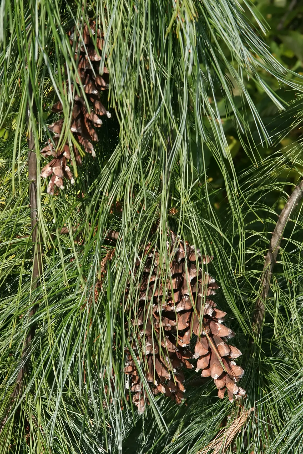 Weeping Eastern White Pine (Pinus Strobus 'Pendula') — The Weeping Eastern White Pine (Pinus strobus 'Pendula') is a captivating; ideal for focal points in
