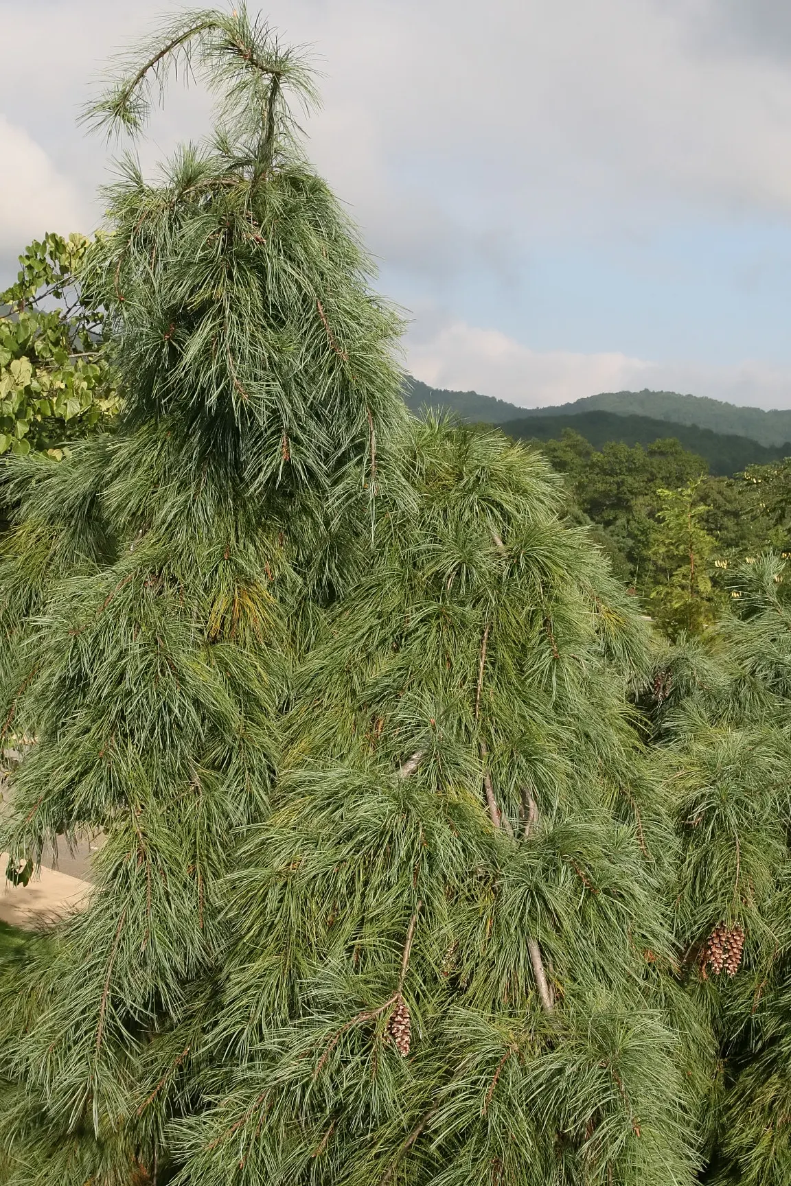 Weeping Eastern White Pine (Pinus Strobus 'Pendula') — pendulous form that brings both texture and tranquility to the landscape; ideal for focal, image 49