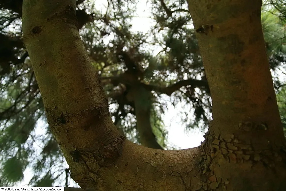 Weeping Eastern White Pine (Pinus Strobus 'Pendula') — Regular watering is essential; ideal for focal points in gardens