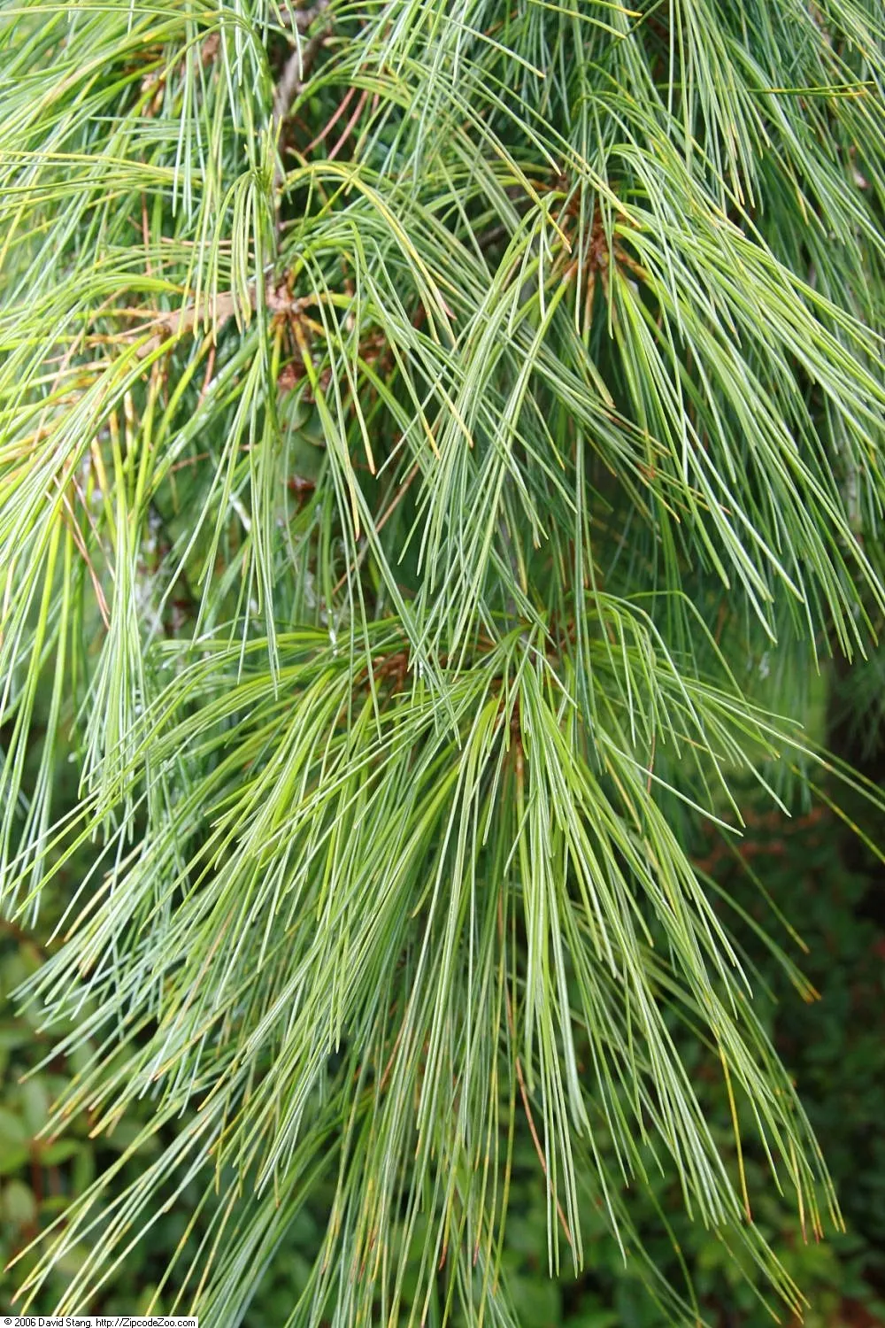 Weeping Eastern White Pine (Pinus Strobus 'Pendula') — as it injects a sense of movement and grace into the landscape; it can meander whimsically