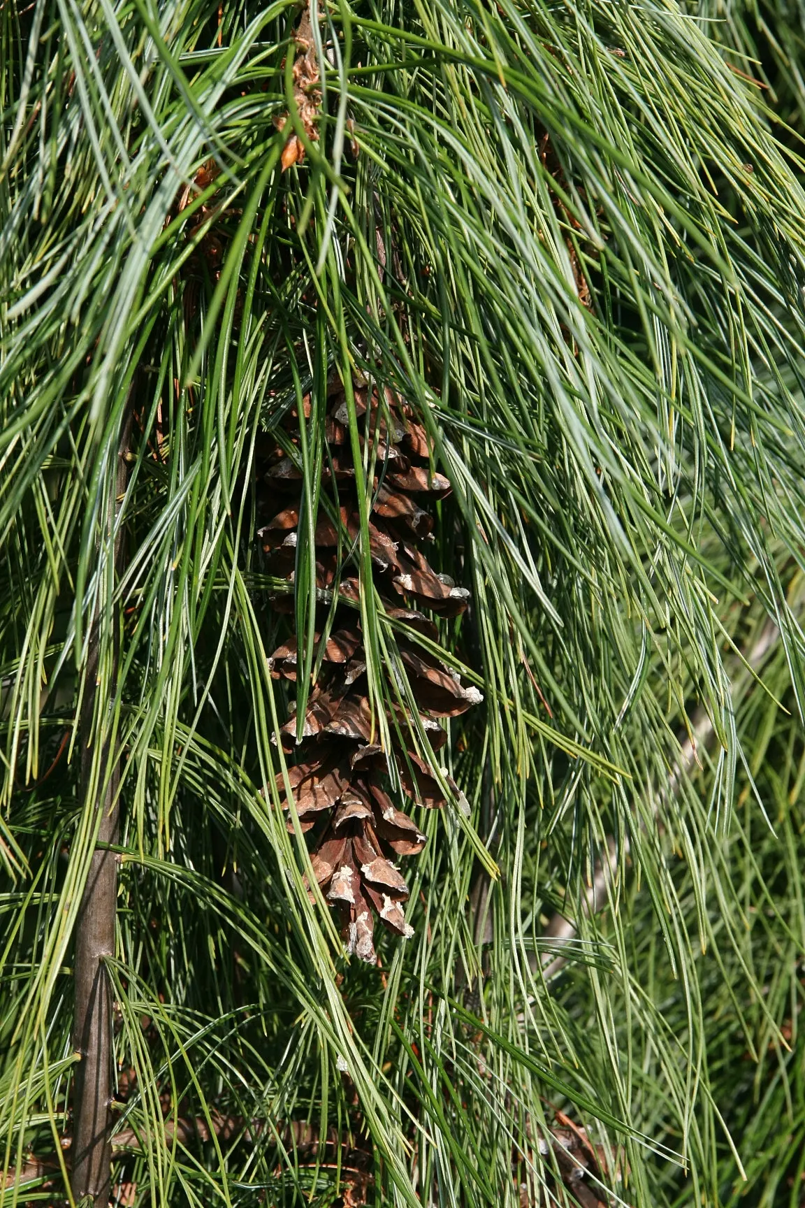 Weeping Eastern White Pine (Pinus Strobus 'Pendula') — particularly in the first few years to establish a deep