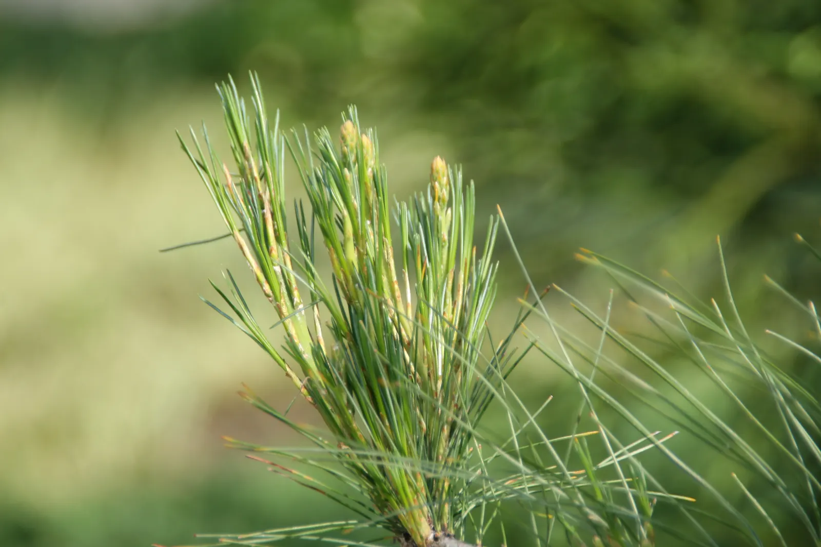 Weeping Eastern White Pine (Pinus Strobus 'Pendula') — Ideal for focal points in gardens, image 67