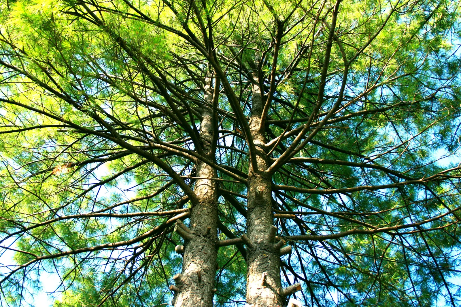 Weeping Eastern White Pine (Pinus Strobus 'Pendula') — as it injects a sense of movement and grace into the landscape; it can meander whimsically, image 62