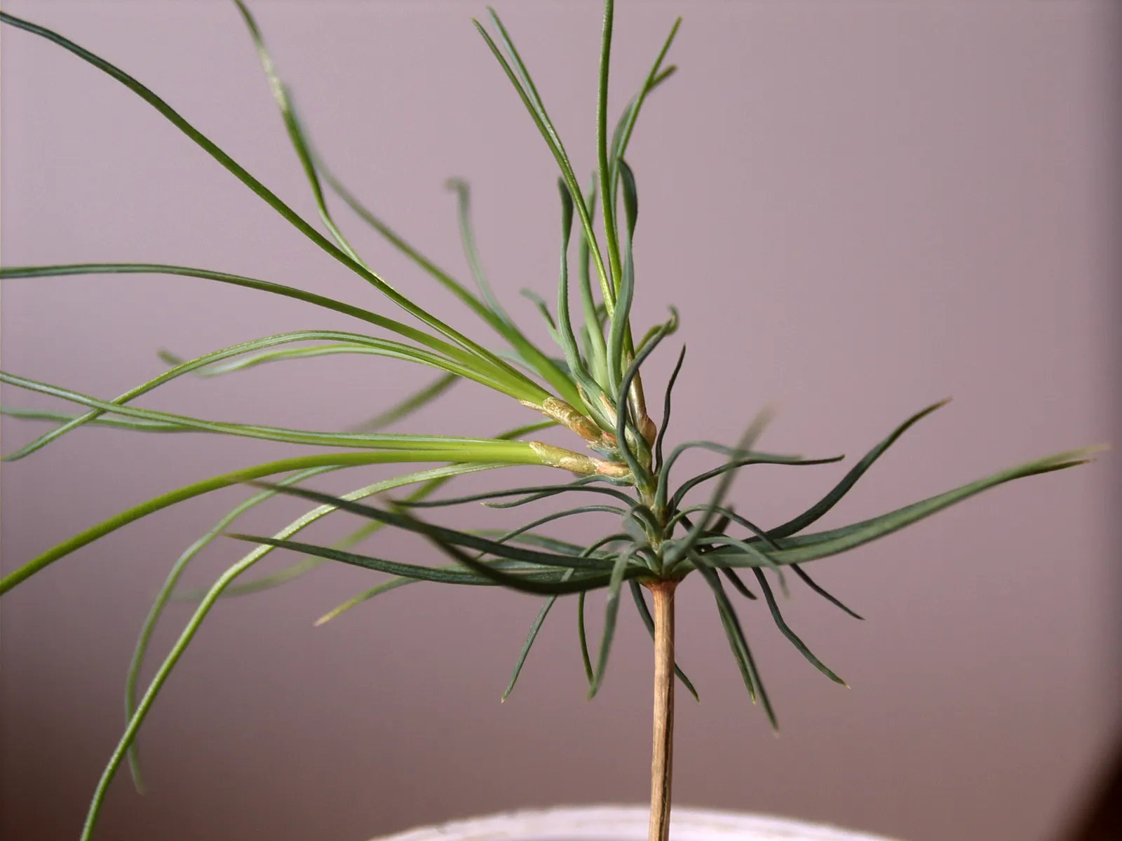 Weeping Eastern White Pine (Pinus Strobus 'Pendula') — this hardy pine thrives in USDA Zones 3-8 and prefers full sun to partial shade with, image 68