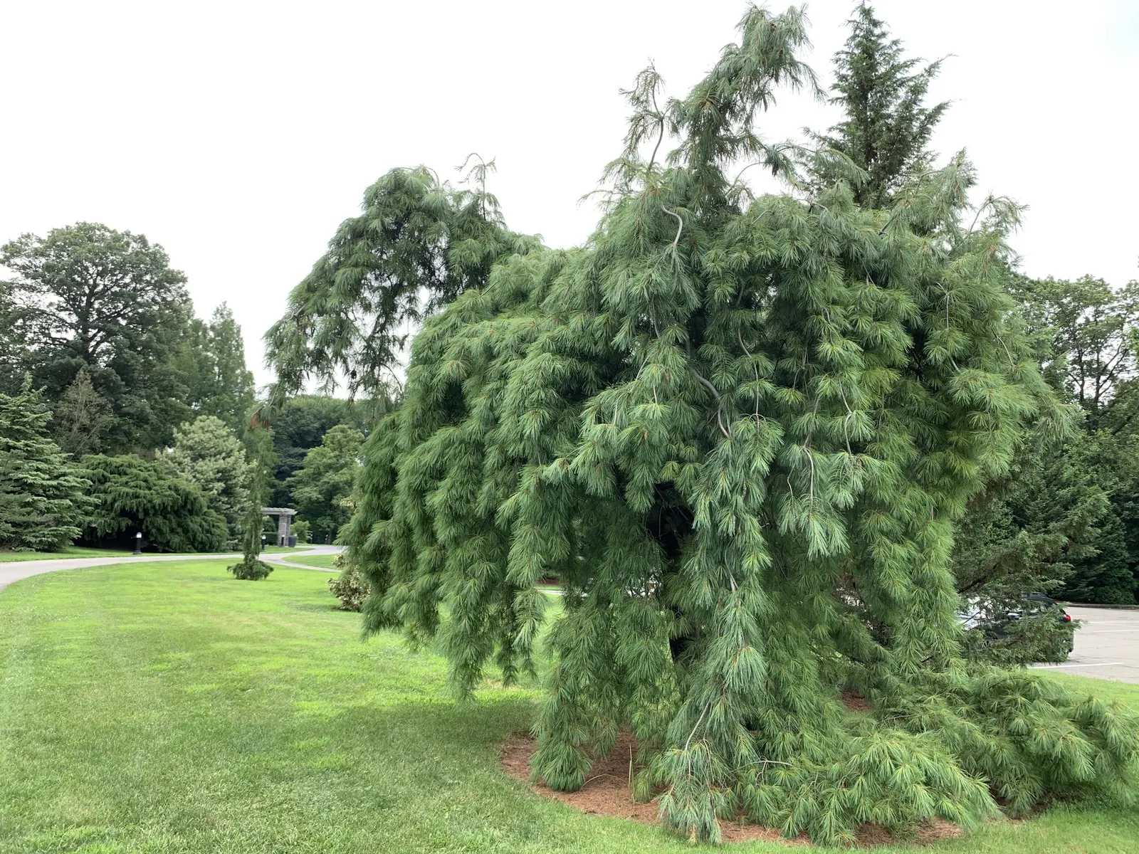 Weeping Eastern White Pine (Pinus Strobus 'Pendula') — the Weeping Eastern White Pine thrives in full sun to partial shade; it can meander whimsically