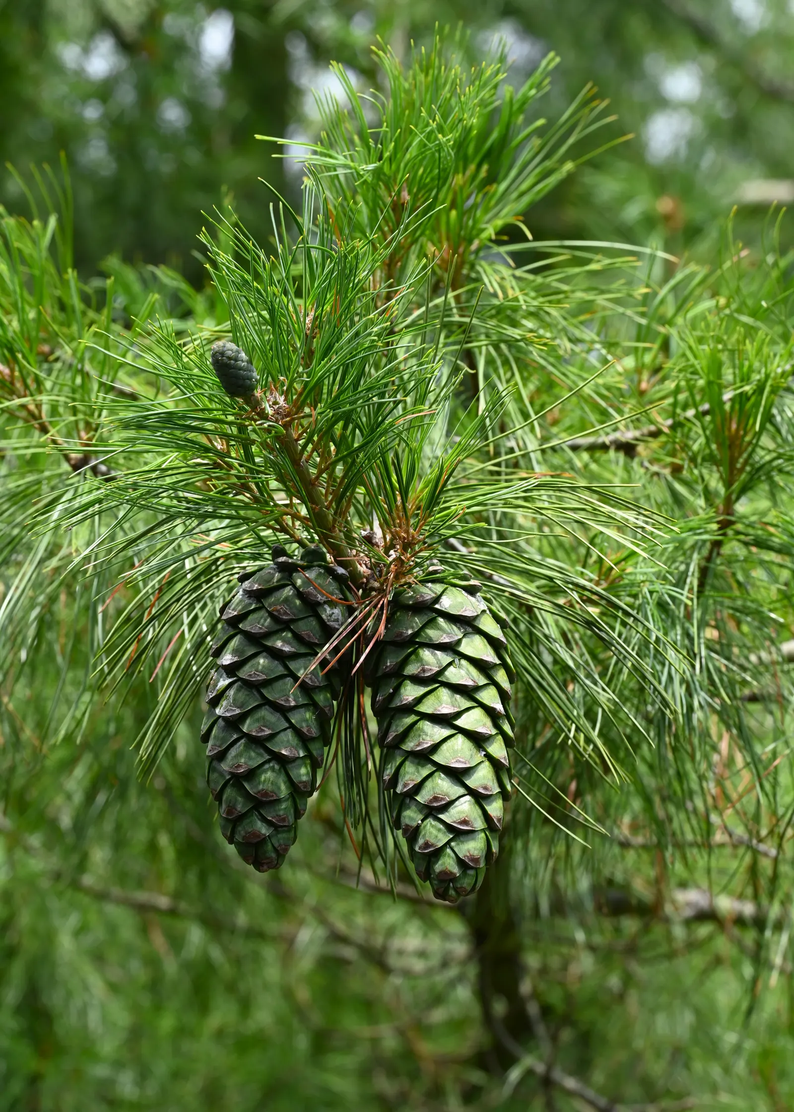 Weeping Eastern White Pine (Pinus Strobus 'Pendula') — conifer / shrub / tree for full or half; although this specimen is somewhat drought-tolerant, image 63