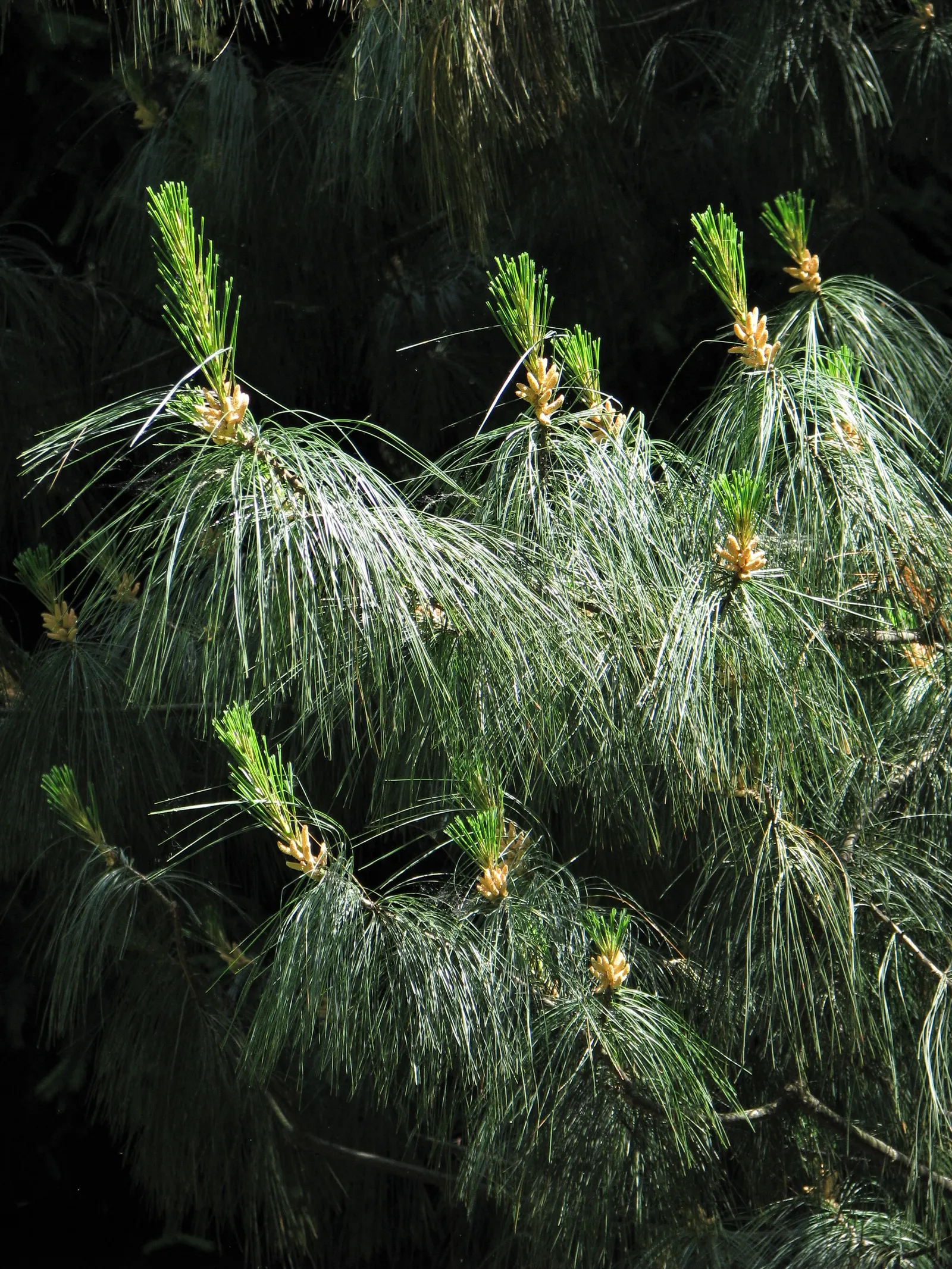 Weeping Eastern White Pine (Pinus Strobus 'Pendula') — this hardy pine thrives in USDA Zones 3-8 and prefers full sun to partial shade with, image 47
