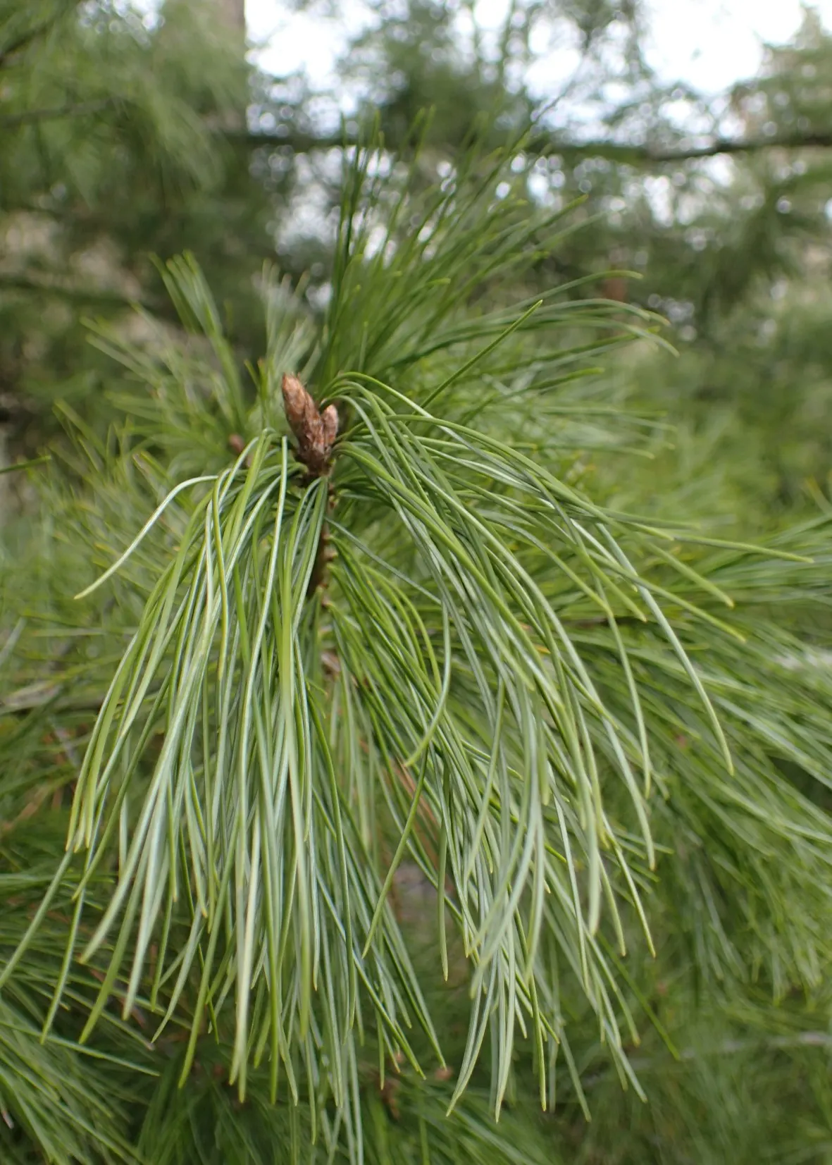 Weeping Eastern White Pine (Pinus Strobus 'Pendula') — as it injects a sense of movement and grace into the landscape