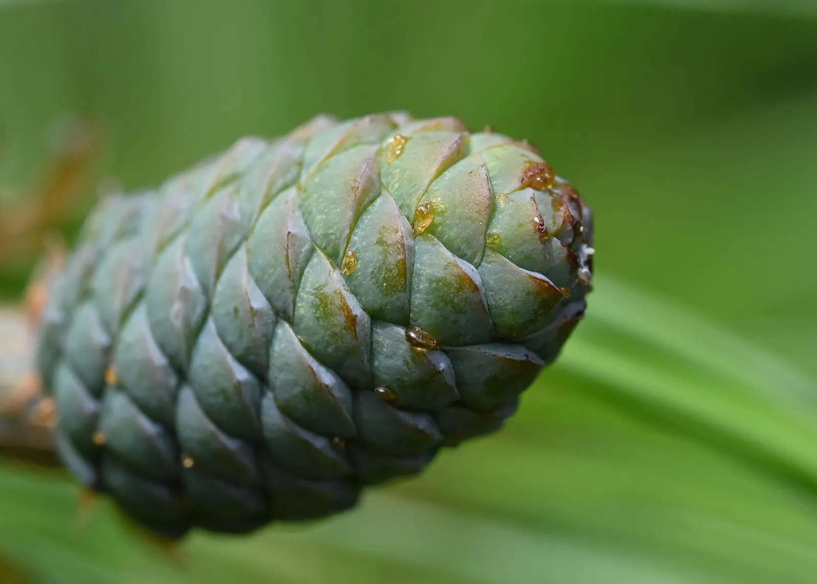 Weeping Eastern White Pine (Pinus Strobus 'Pendula') — pendulous form that brings both texture and tranquility to the landscape; ideal for focal, image 70