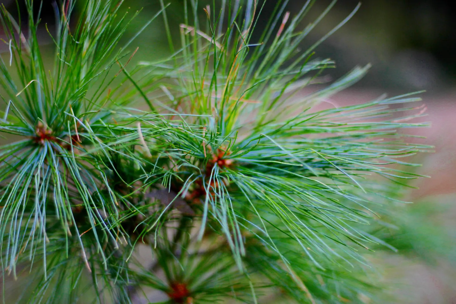 Weeping Eastern White Pine (Pinus Strobus 'Pendula') — It prefers well-drained, slightly acidic soil but is quite adaptable to different soil types