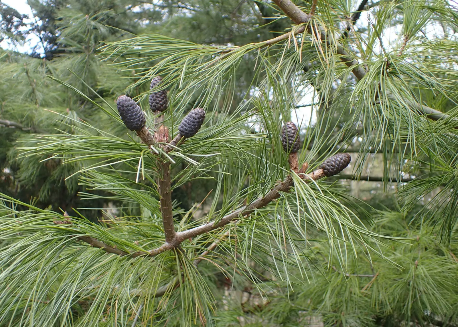 Weeping Eastern White Pine (Pinus Strobus 'Pendula') — pendulous form that brings both texture and tranquility to the landscape