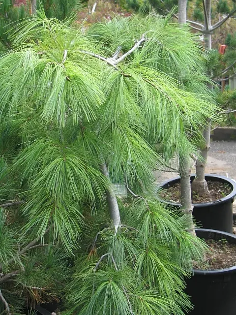 Weeping Eastern White Pine (Pinus Strobus 'Pendula') — It typically grows to a height of 5 to 6 feet with a spread of 6 to 12 feet when staked, image 51