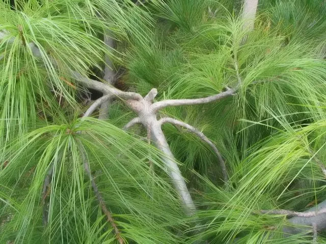 Weeping Eastern White Pine (Pinus Strobus 'Pendula') — Mature specimens reach up to 10-15 feet tall and spread 10-20 feet wide; although this, image 45