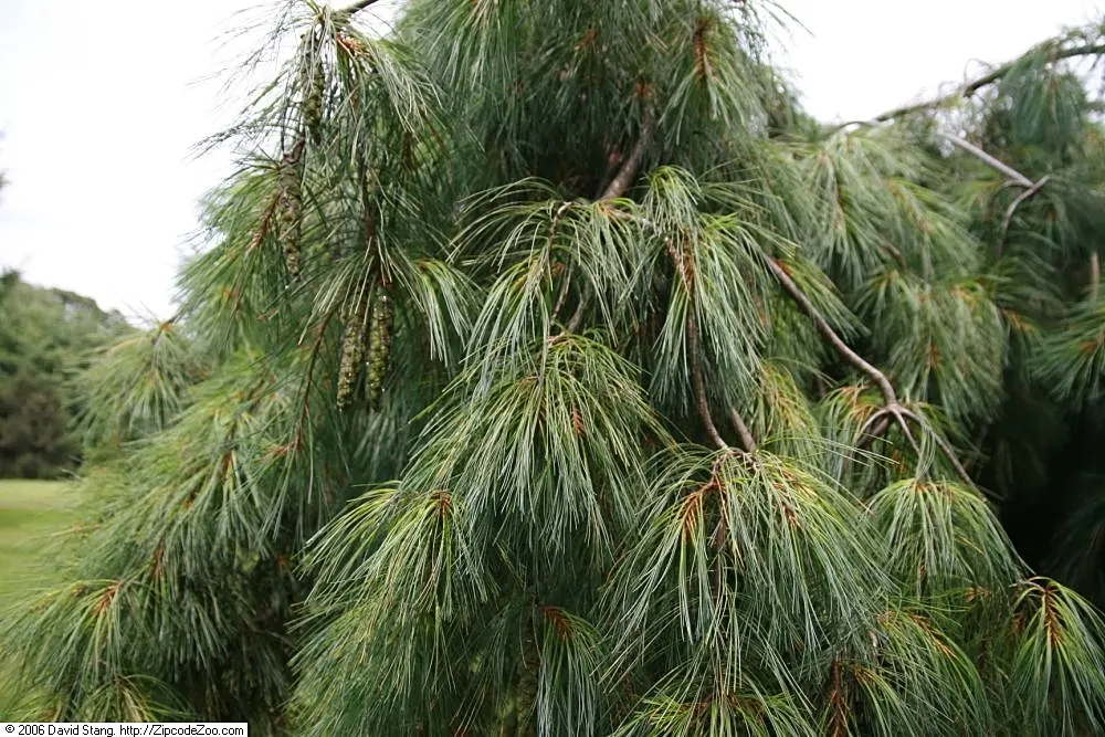 Weeping Eastern White Pine (Pinus Strobus 'Pendula') — The Weeping Eastern White Pine (Pinus strobus 'Pendula') is a captivating