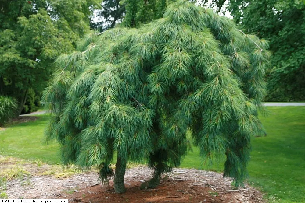 Weeping Eastern White Pine (Pinus Strobus 'Pendula') — The Weeping Eastern White Pine (Pinus strobus 'Pendula') is a captivating; ideal for focal, image 64