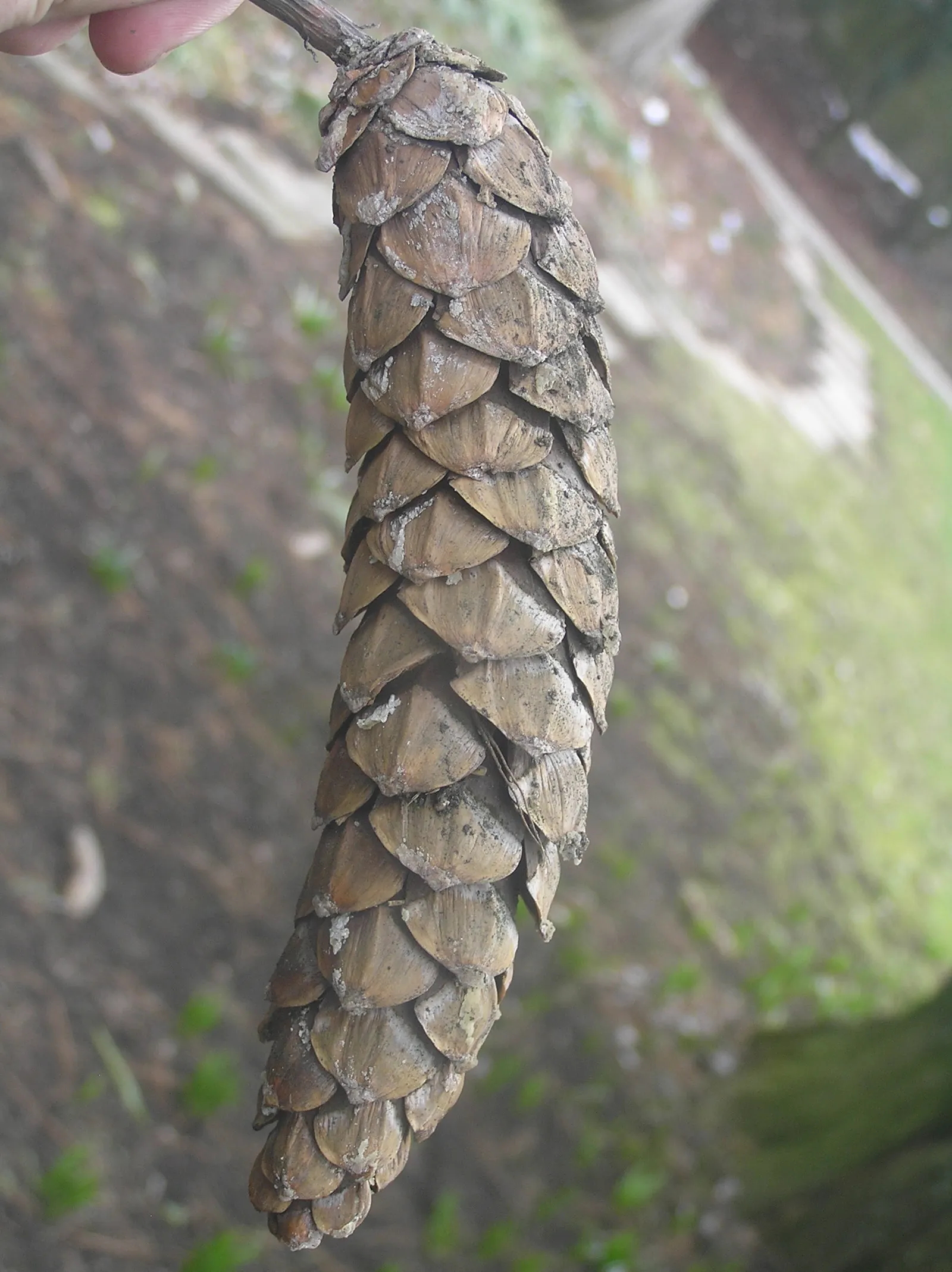 Weeping Eastern White Pine (Pinus Strobus 'Pendula') — but left to its own devices