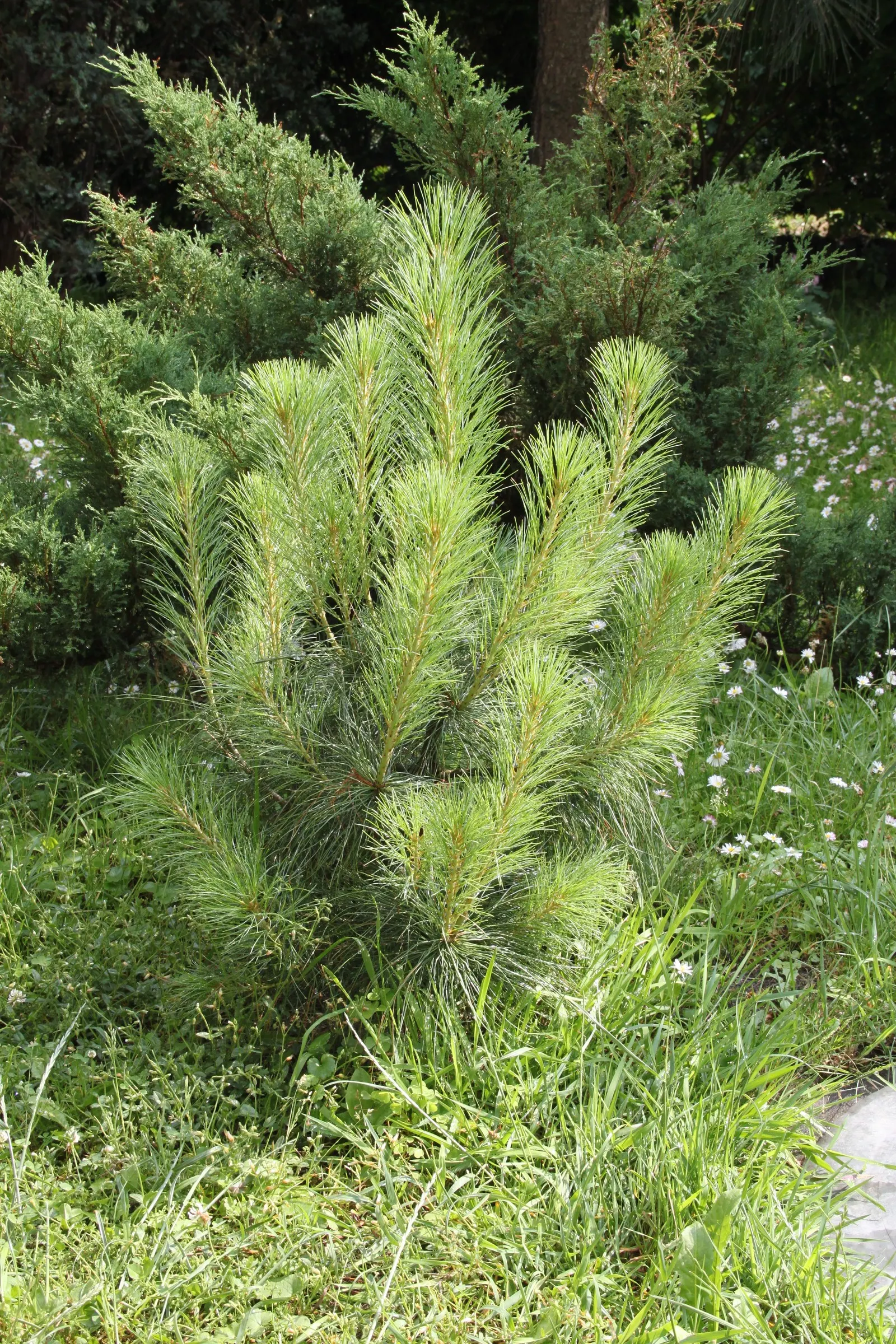 Weeping Eastern White Pine (Pinus Strobus 'Pendula') — forming a ground cover or allowing its branches to cascade over walls and slopes