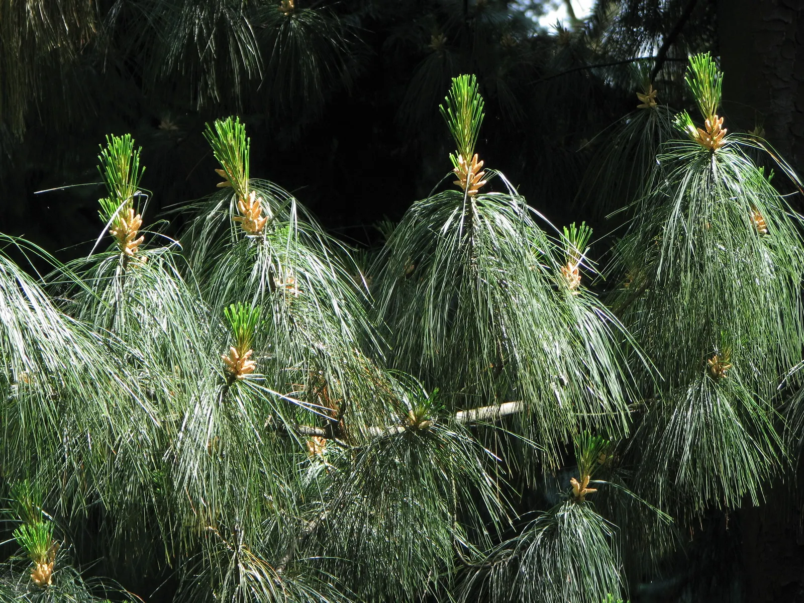 Weeping Eastern White Pine (Pinus Strobus 'Pendula') — conifer / shrub / tree for full or half; although this specimen is somewhat drought-tolerant once