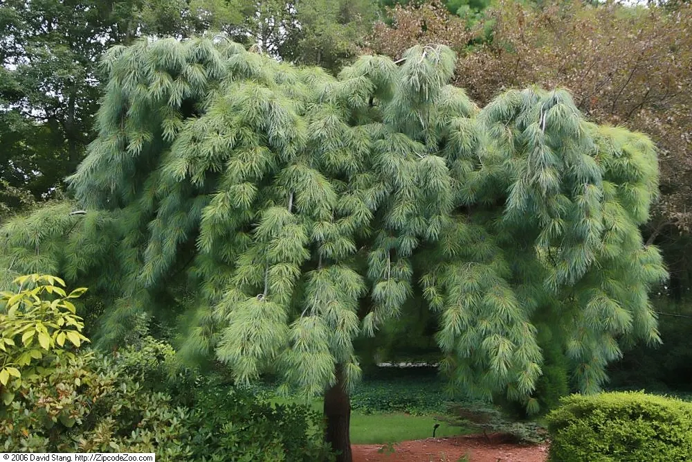 Weeping Eastern White Pine (Pinus Strobus 'Pendula') — which makes for a versatile design element in your landscape.<br><br>Hardy in USDA zones 3 to 8; ideal