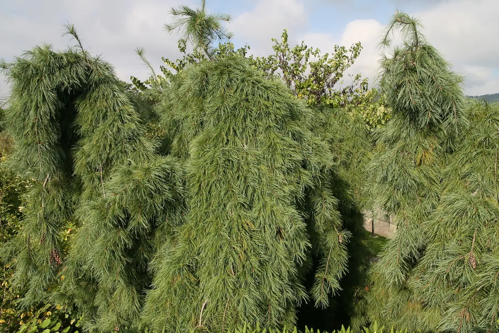 Weeping Eastern White Pine (Pinus Strobus 'Pendula') — but left to its own devices; ideal for focal points in gardens
