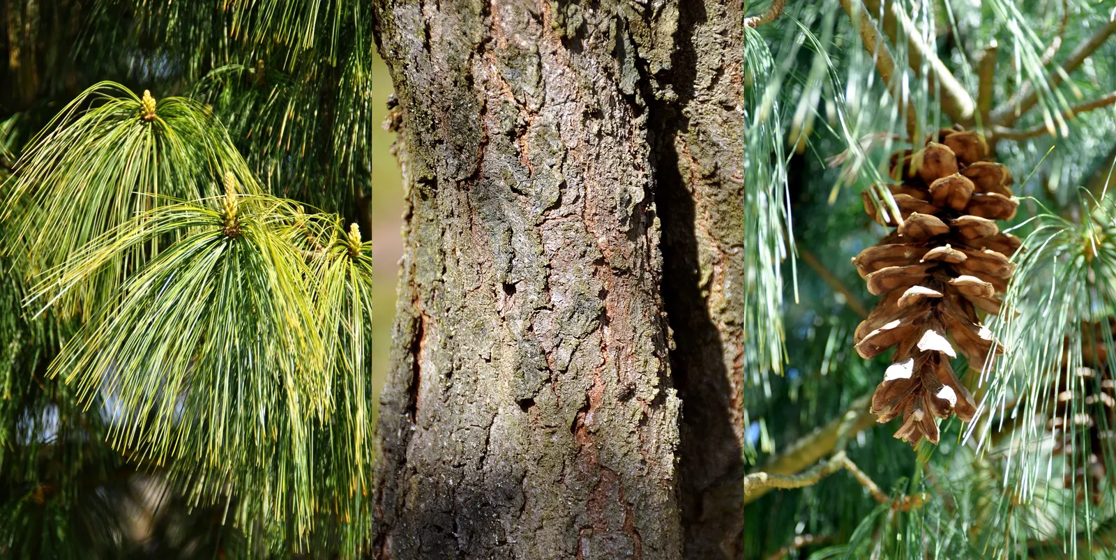 Weeping Eastern White Pine (Pinus Strobus 'Pendula') — Mature specimens reach up to 10-15 feet tall and spread 10-20 feet wide; although this, image 66