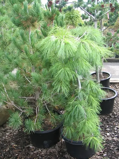 Weeping Eastern White Pine (Pinus Strobus 'Pendula') — which makes for a versatile design element in your landscape.<br><br>Hardy in USDA zones 3, image 55
