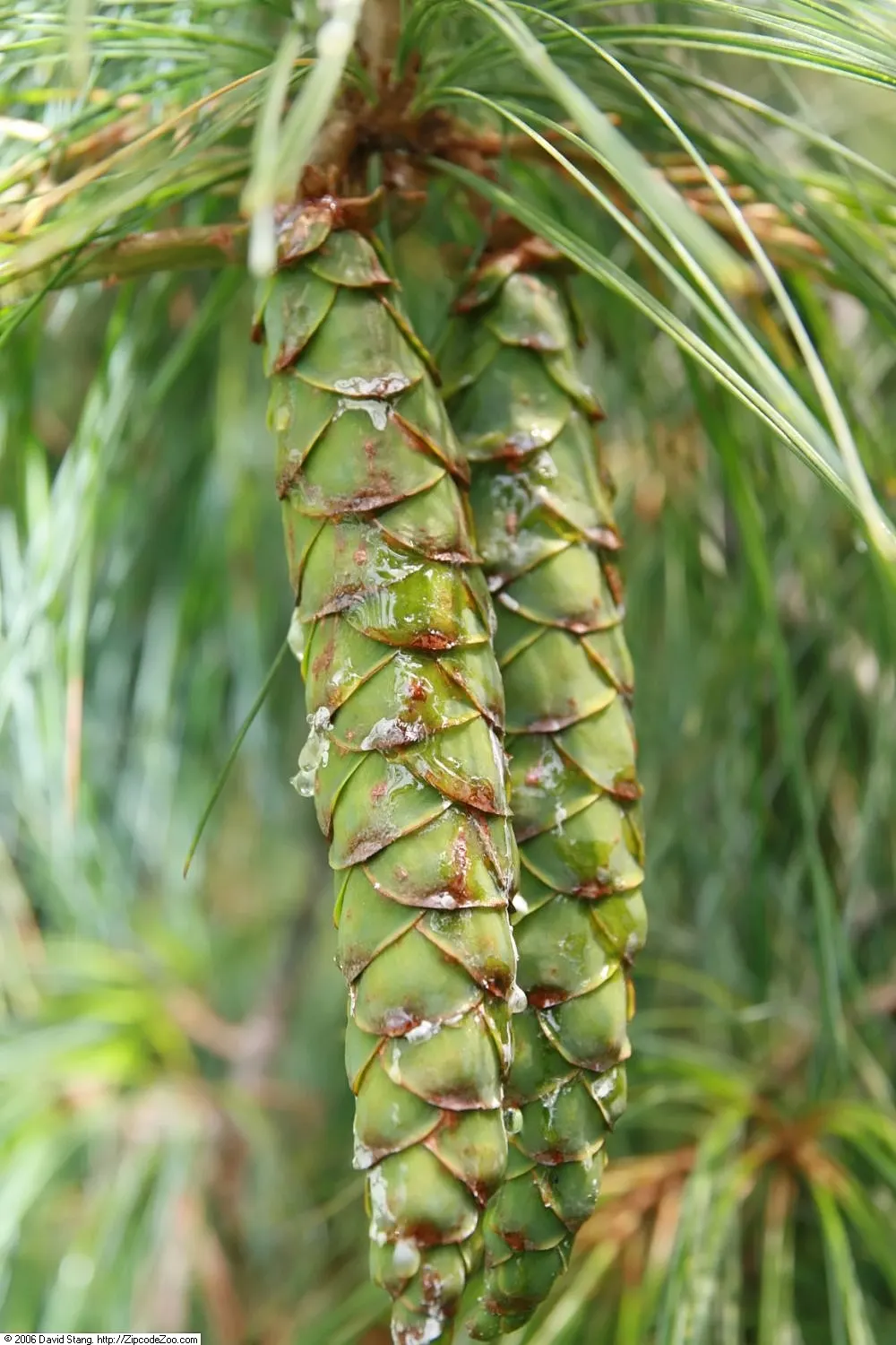 Weeping Eastern White Pine (Pinus Strobus 'Pendula') — forming a ground cover or allowing its branches to cascade over walls and slopes; although, image 54