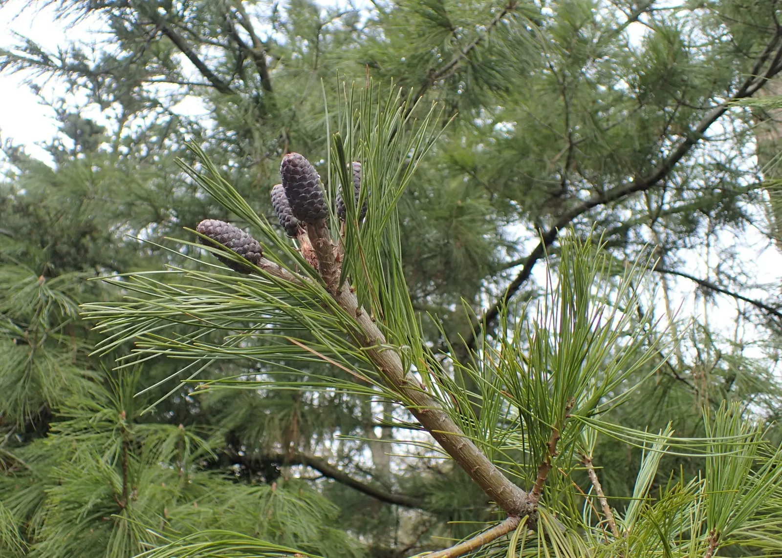 Weeping Eastern White Pine (Pinus Strobus 'Pendula') — forming a ground cover or allowing its branches to cascade over walls and slopes; although this specimen