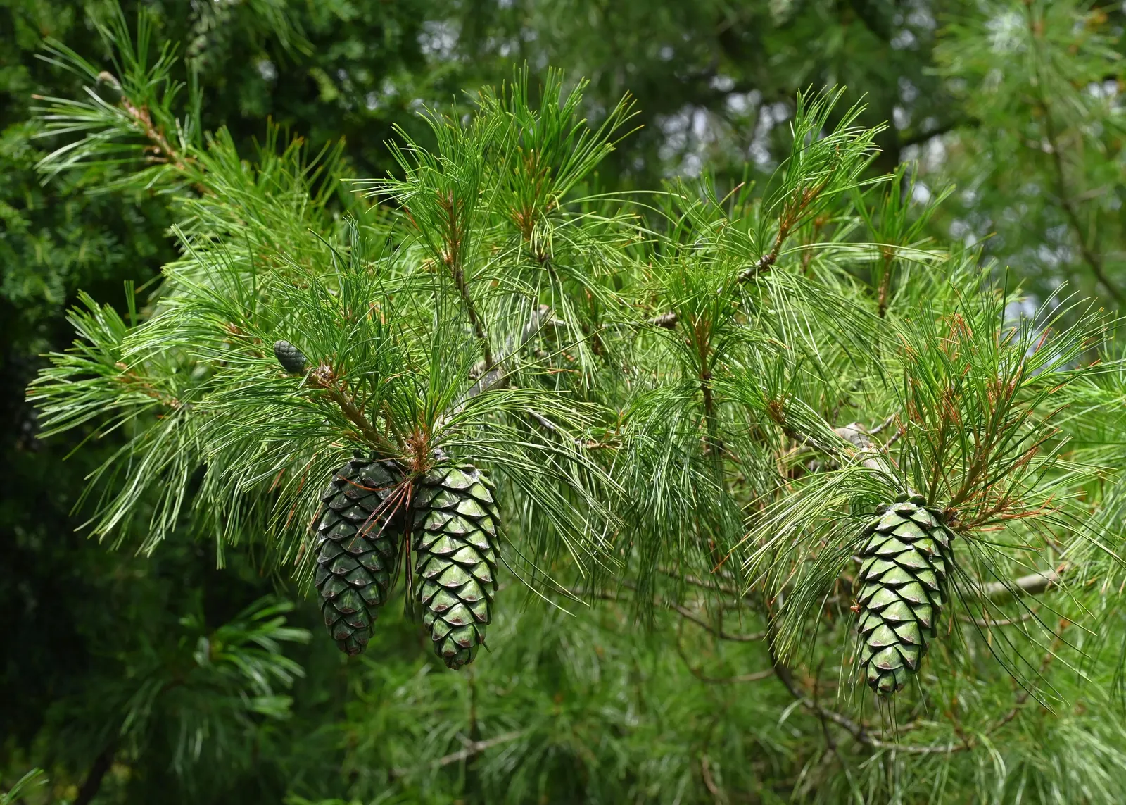 Weeping Eastern White Pine (Pinus Strobus 'Pendula') — It prefers well-drained, slightly acidic soil but is quite adaptable to different soil, image 57