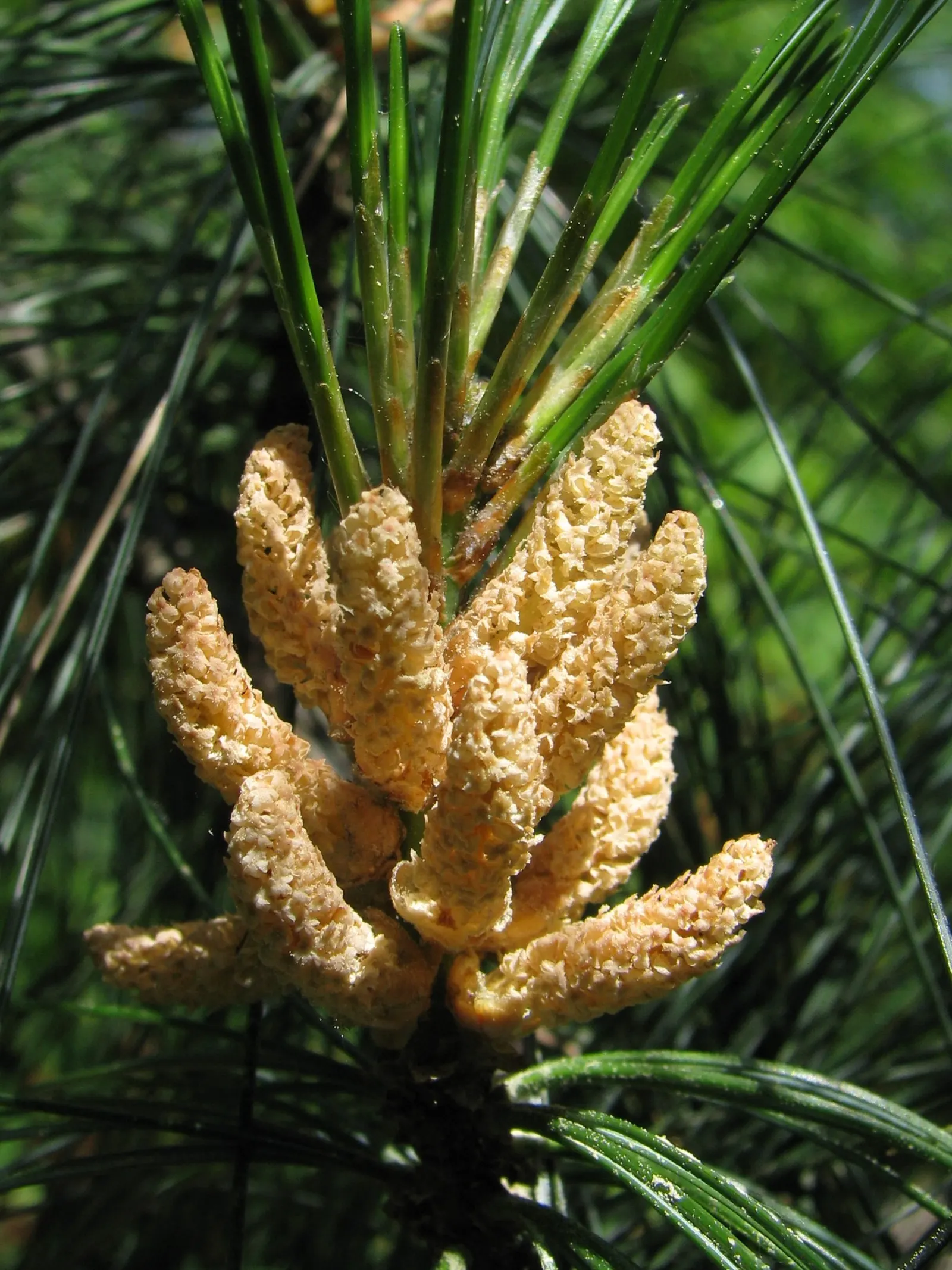 Weeping Eastern White Pine (Pinus Strobus 'Pendula') — it can meander whimsically, image 53