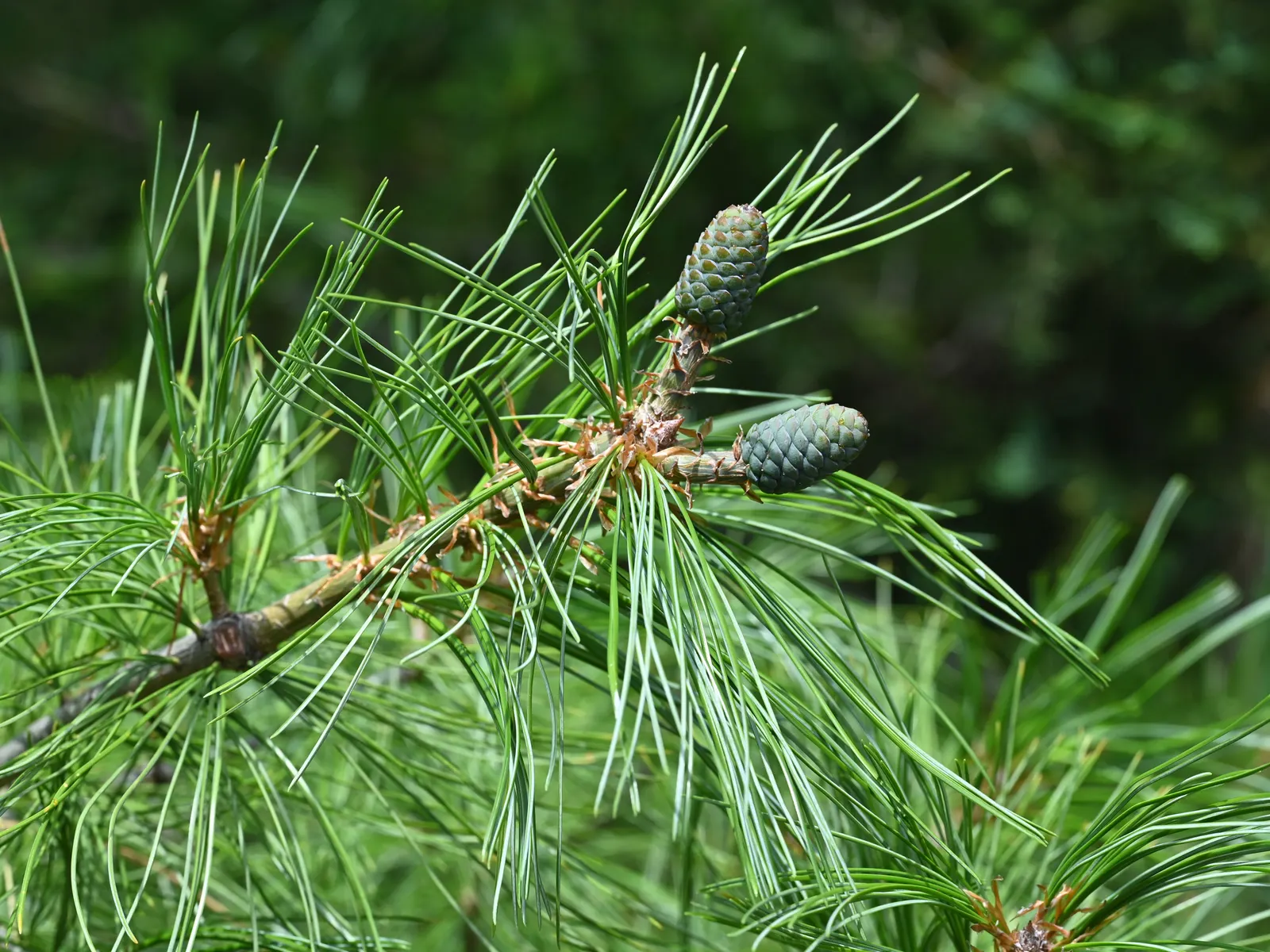 Weeping Eastern White Pine (Pinus Strobus 'Pendula') — which makes for a versatile design element in your landscape.<br><br>Hardy in USDA zones 3 to 8