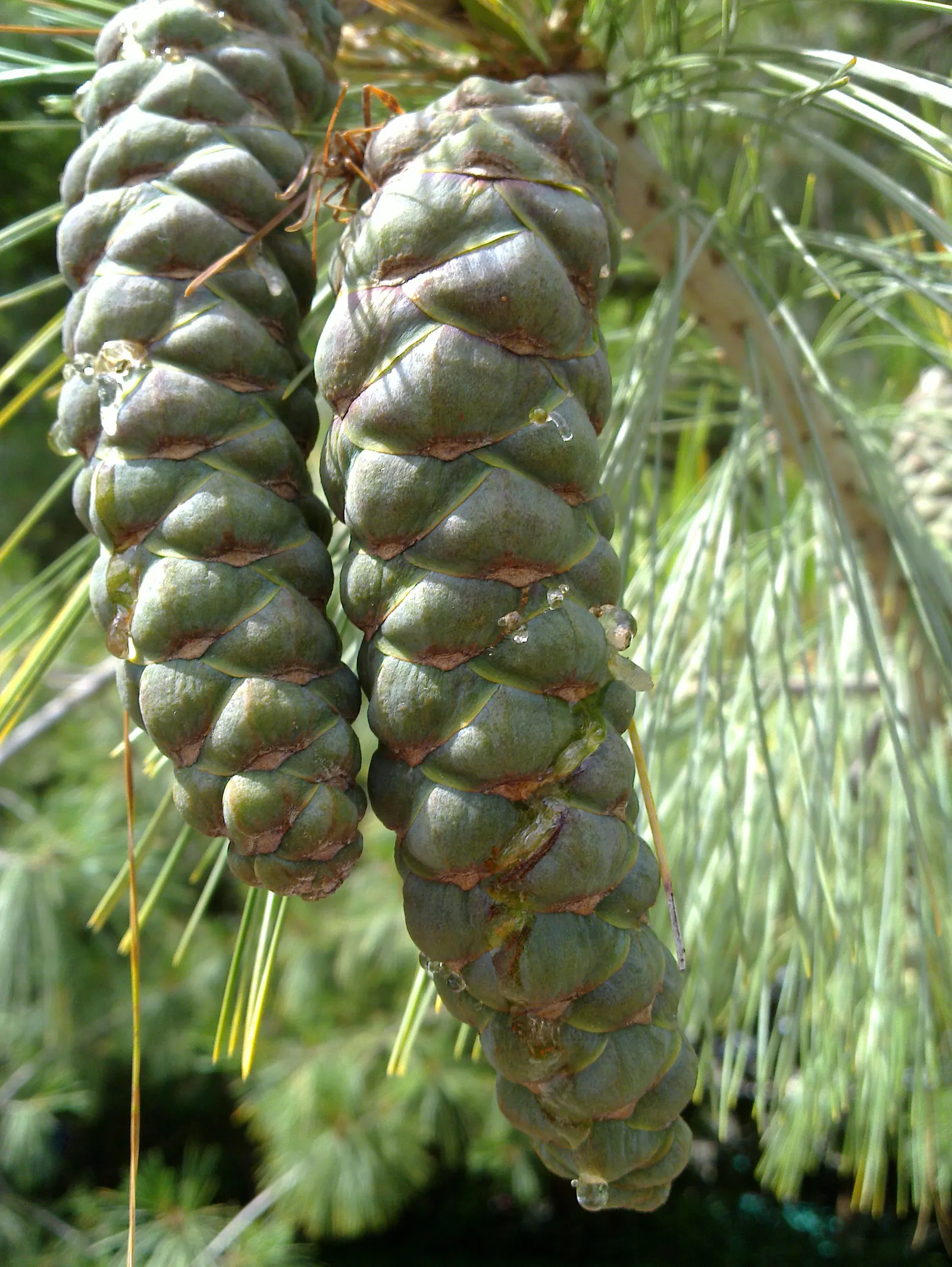 Weeping Eastern White Pine (Pinus Strobus 'Pendula') — This ornamental evergreen showcases flowing branches that gently weep downward; it can, image 71