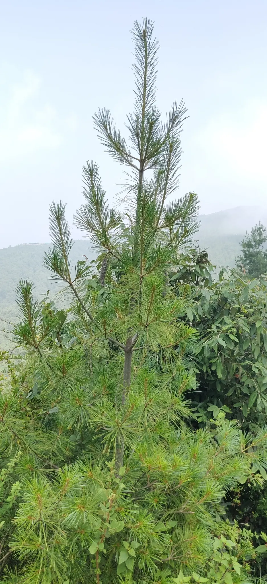 Weeping Eastern White Pine (Pinus Strobus 'Pendula') — pendulous form that brings both texture and tranquility to the landscape; ideal for focal points in