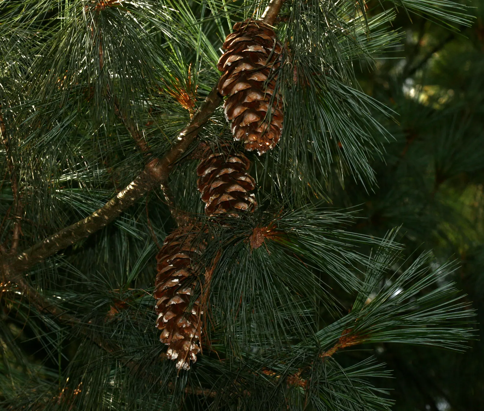 Weeping Eastern White Pine (Pinus Strobus 'Pendula') — conifer / shrub / tree for full or half